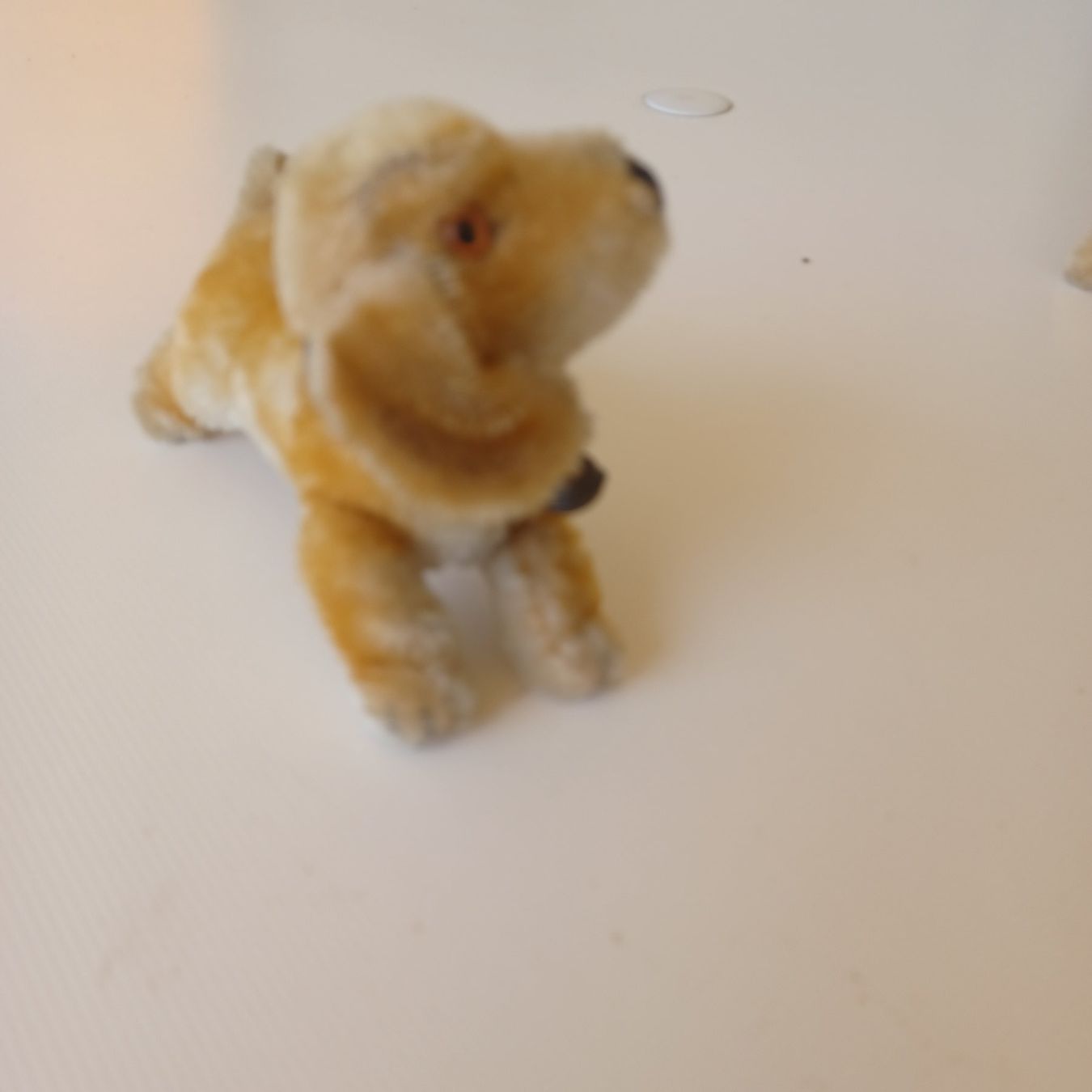 Steiff Giocattoli: Steiff kleiner Hund 10 cm gross – Usato da Abtwil SG venduto da luupsy 3