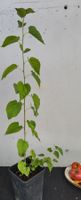 Weisse Maulbeerbaum Jungpflanze gut entwickelt im Topf