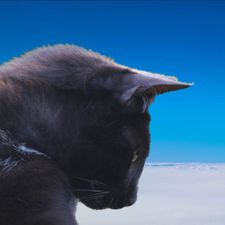 Profile image of chilibiggi