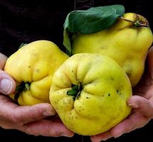 10 Samen Quitte Apulien IT Frucht mit aromatischem Geschmack