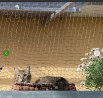 Katzennetz oliv drahtverstärkt Meterware neuwertig