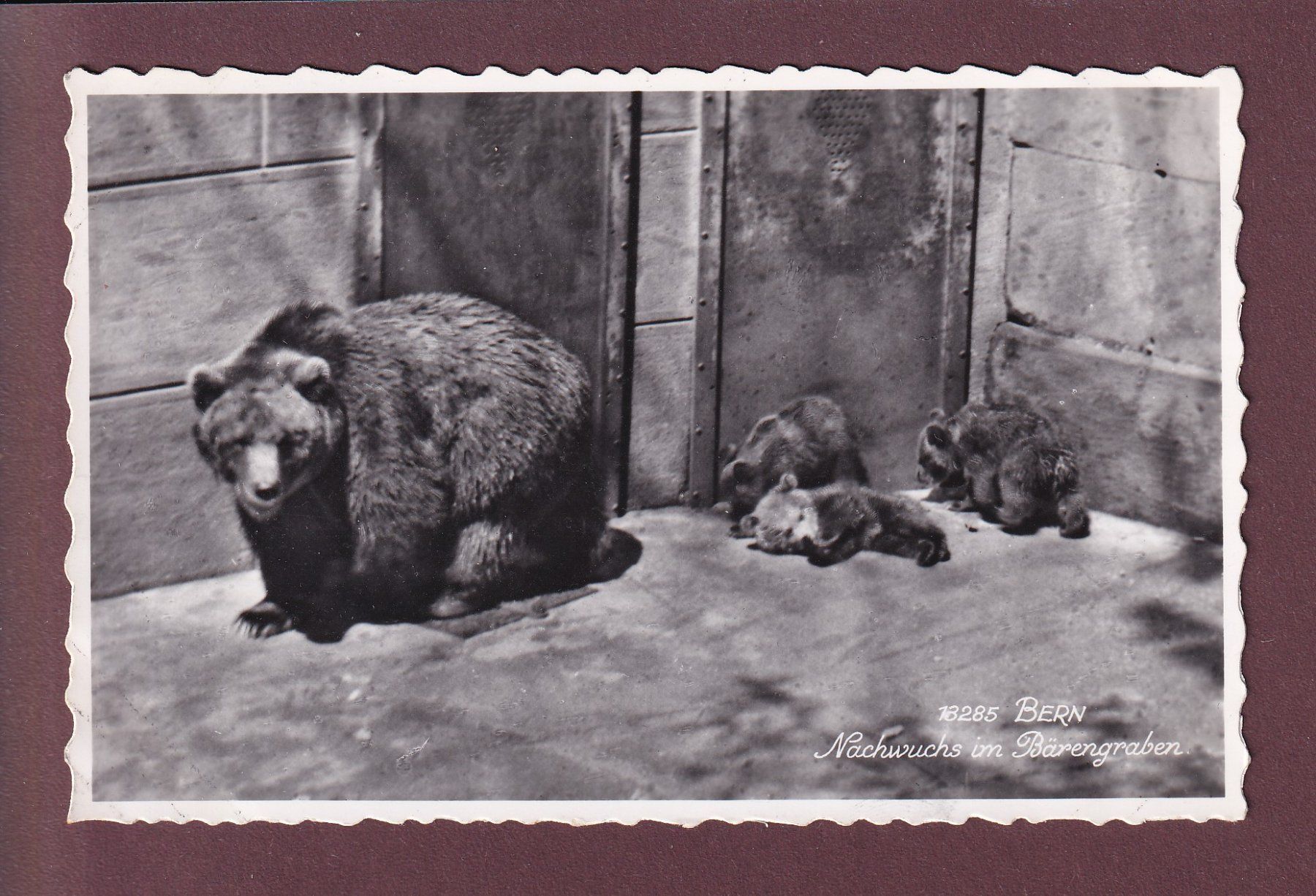 Cartoline postali: BERN - Bärengraben - 1953 – Usato da Pully venduto da nicecards