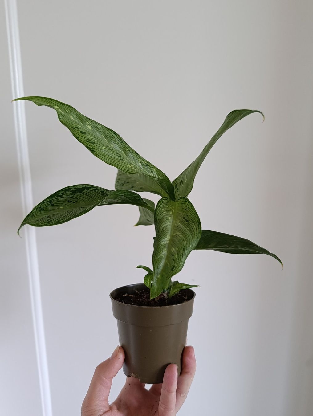 Plantes & graines: Dieffenbachia Snow – D'occasion à Baar par L.isa28 4