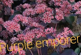 fette henne purple emporer sedum