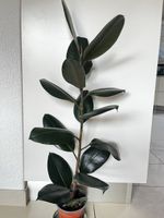 Gummibaum Pflanze Höhe 72 cm
