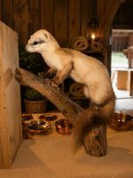 Der elegante Wächter des Waldes“ 🌲🦦