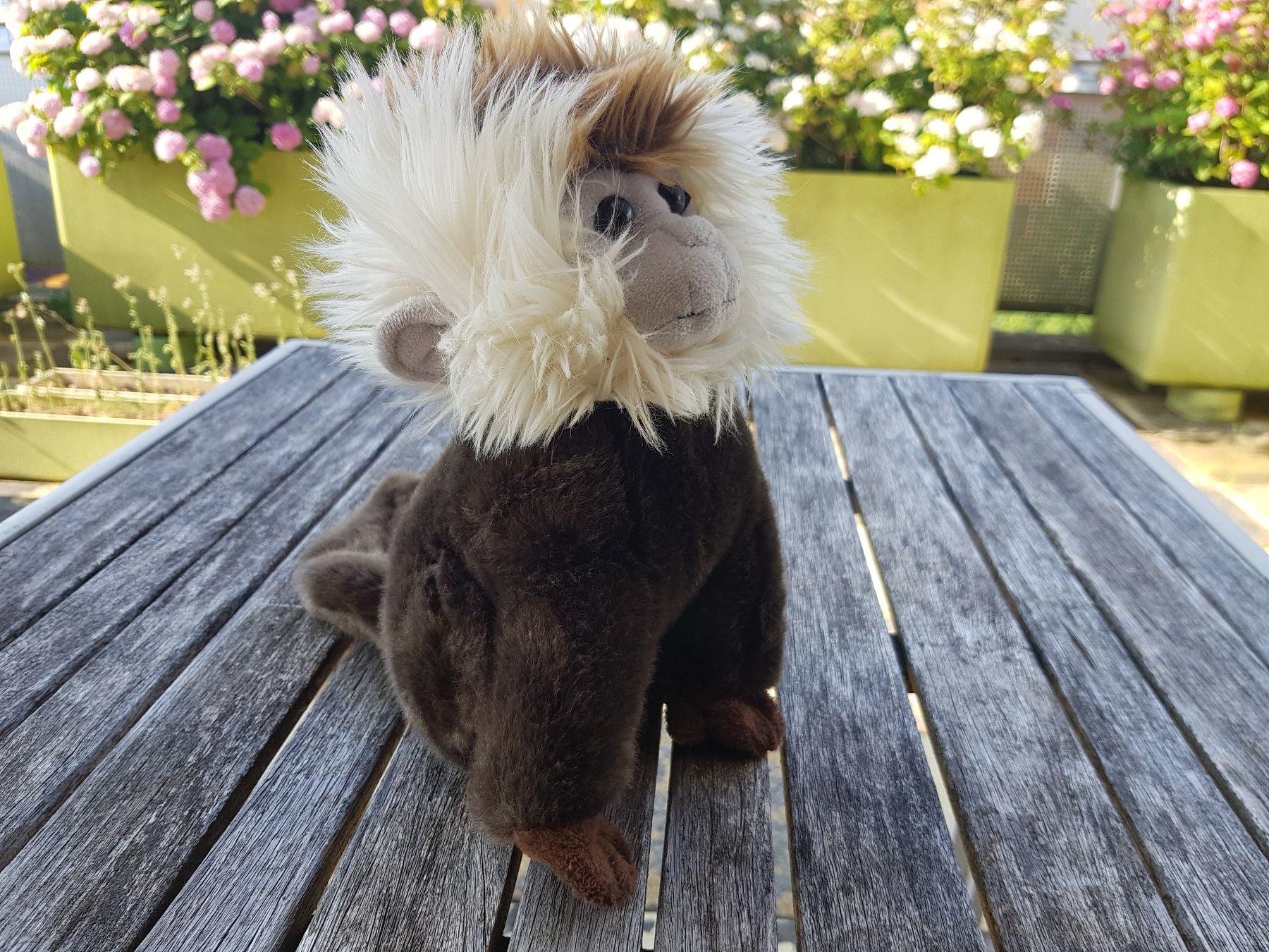 Jouets: Plüschaffe dunkelbraun – D'occasion à Jona par dampfnuggi 2