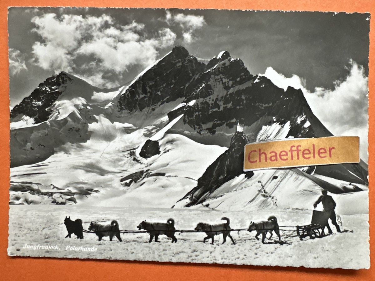 Ansichtskarten: 1949 Jungfraujoch. Polarhunde – Gebraucht aus Zürich von Chaeffeler