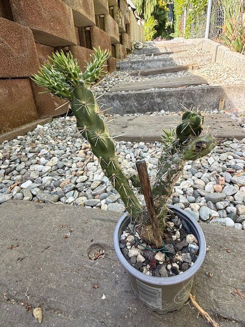 Pflanzen & Samen: Cylindropuntia imbricata Denver weiss / Winterhart – Gebraucht aus Therwil von Tigersunne