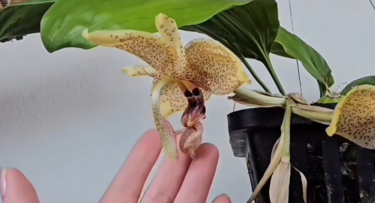 Piante & sementi: Orchidee Stanhopea oculata – Usato da Jona venduto da Smurnaya 1