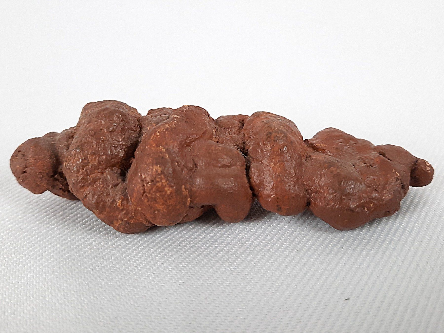 Fossili: Koprolithen – Usato da Beinwil am See venduto da Restwert_Beinwil 3