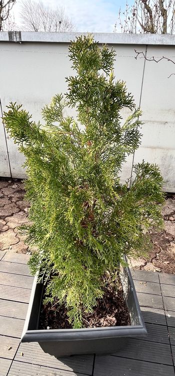 Kleine Kiefer baum / Small pine tree Kaufen auf Ricardo