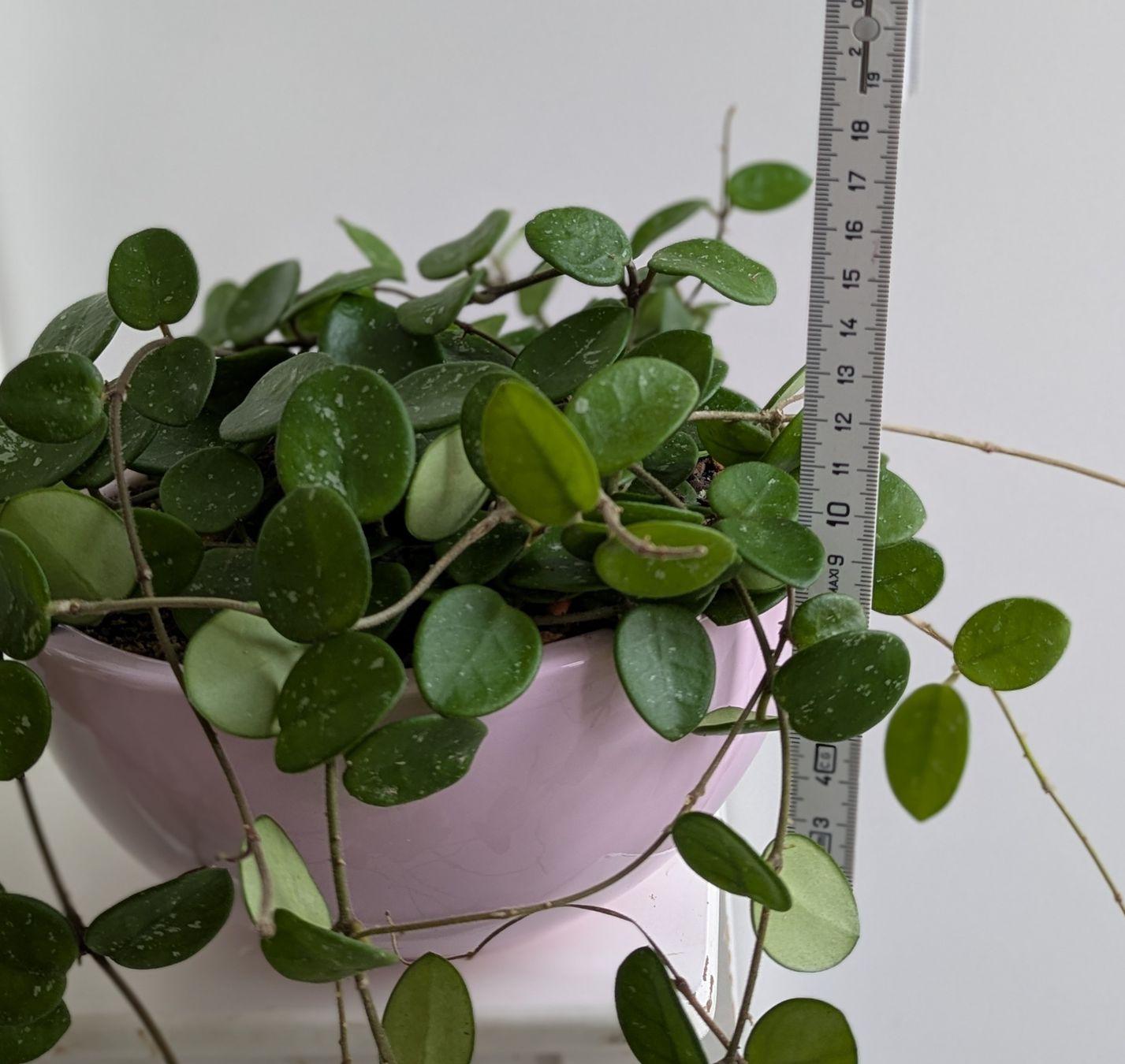 Pflanzen & Samen: Hoya Mathilde  – Gebraucht aus Comano von che_8lc2 2
