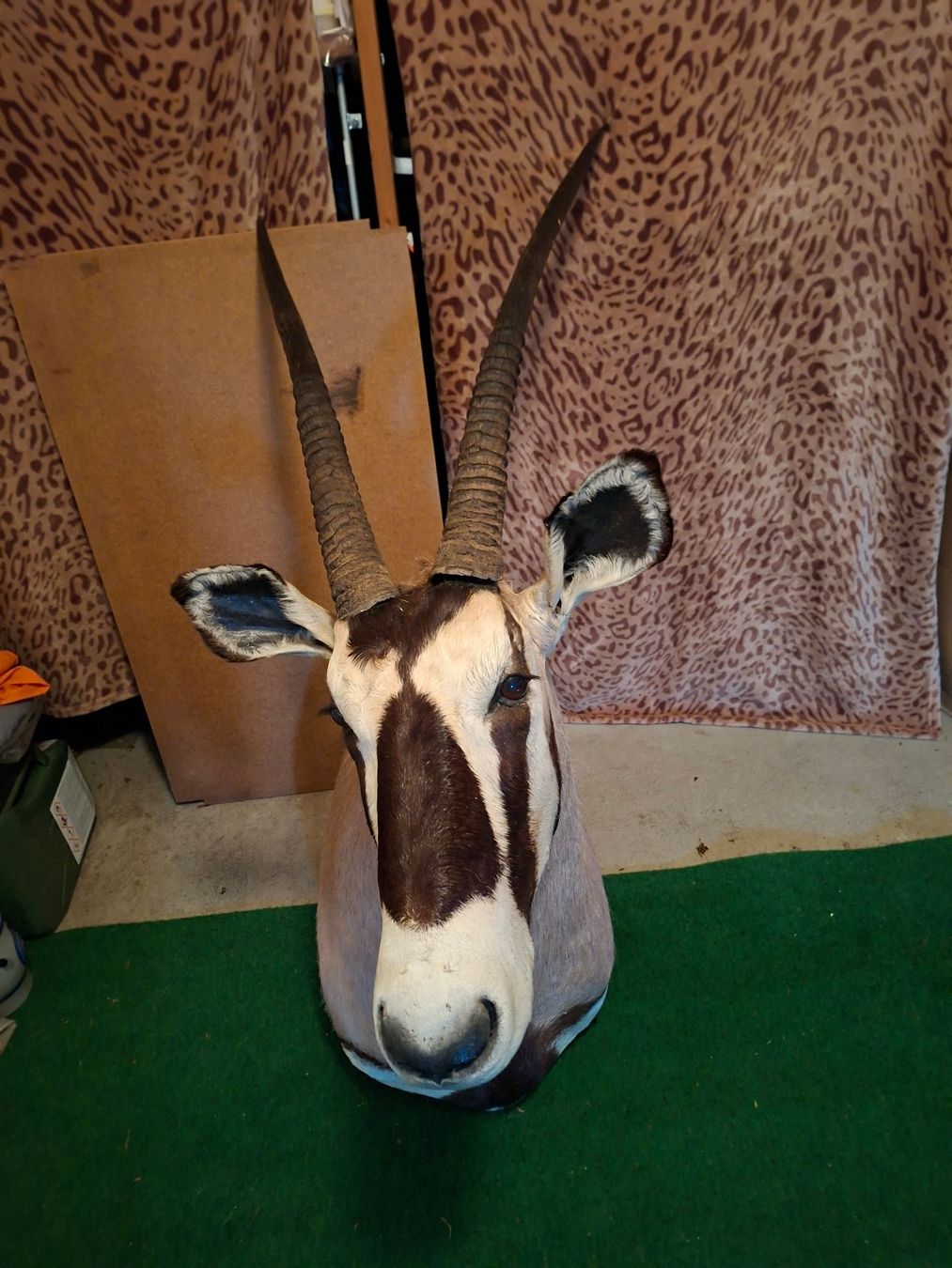 Sonstiges zum Sammeln & Seltenes: Oryx Trophäe – Gebraucht aus Wiesendangen von franz369 2