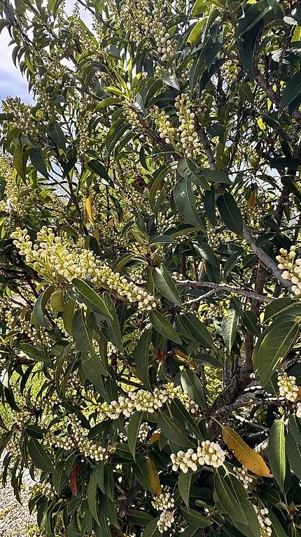 Plantes & graines: Portugiesischer Lorbeerbaum – D'occasion à Lachen SZ par honeybee67 3