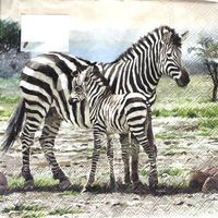 Serviette zebras (1273) 2Stk.