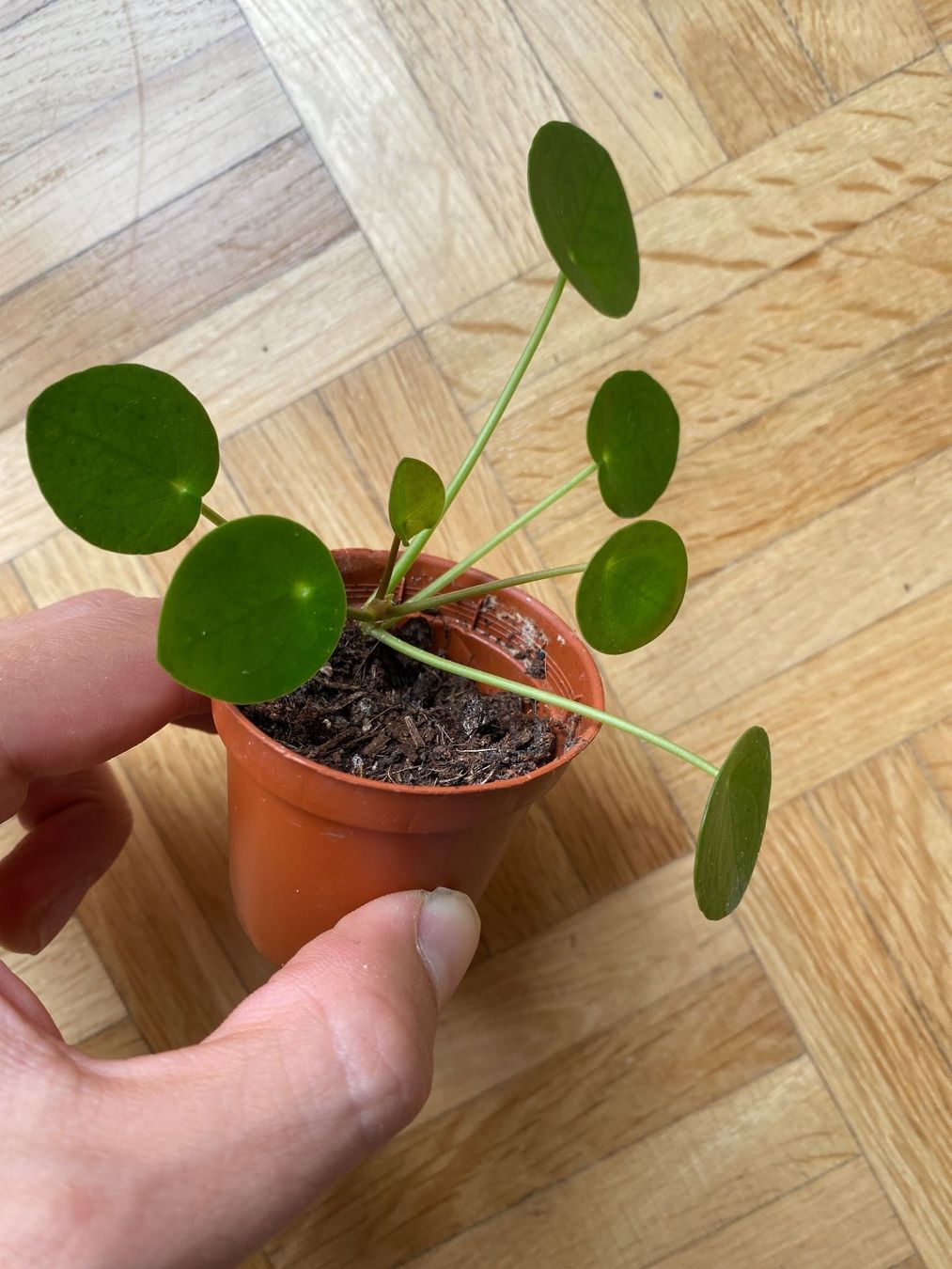 Piante & sementi: Ufopflanze Pilea peperomioides Baby – Usato da Affoltern am Albis venduto da Michi_1414 2