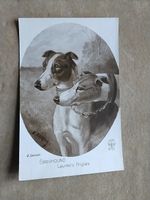 Hunde AK Vintage
