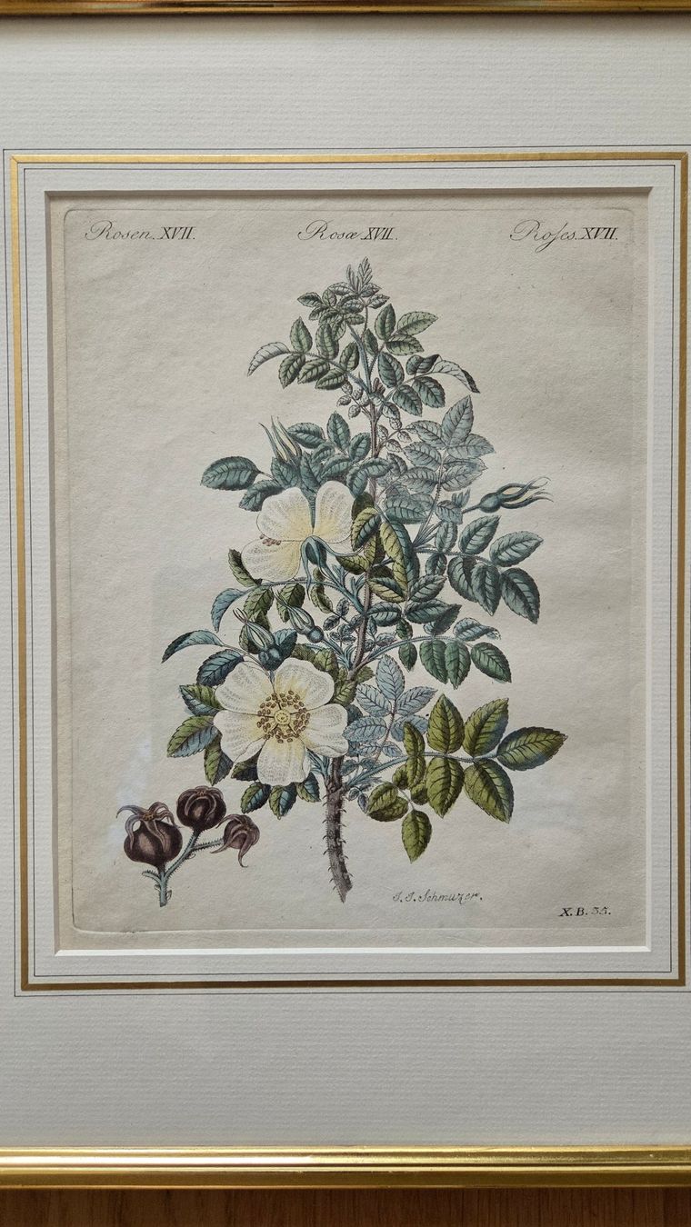 Stiche: Kupferstich Rose um 1800 – Gebraucht aus Muri b. Bern von Nydegg3 1
