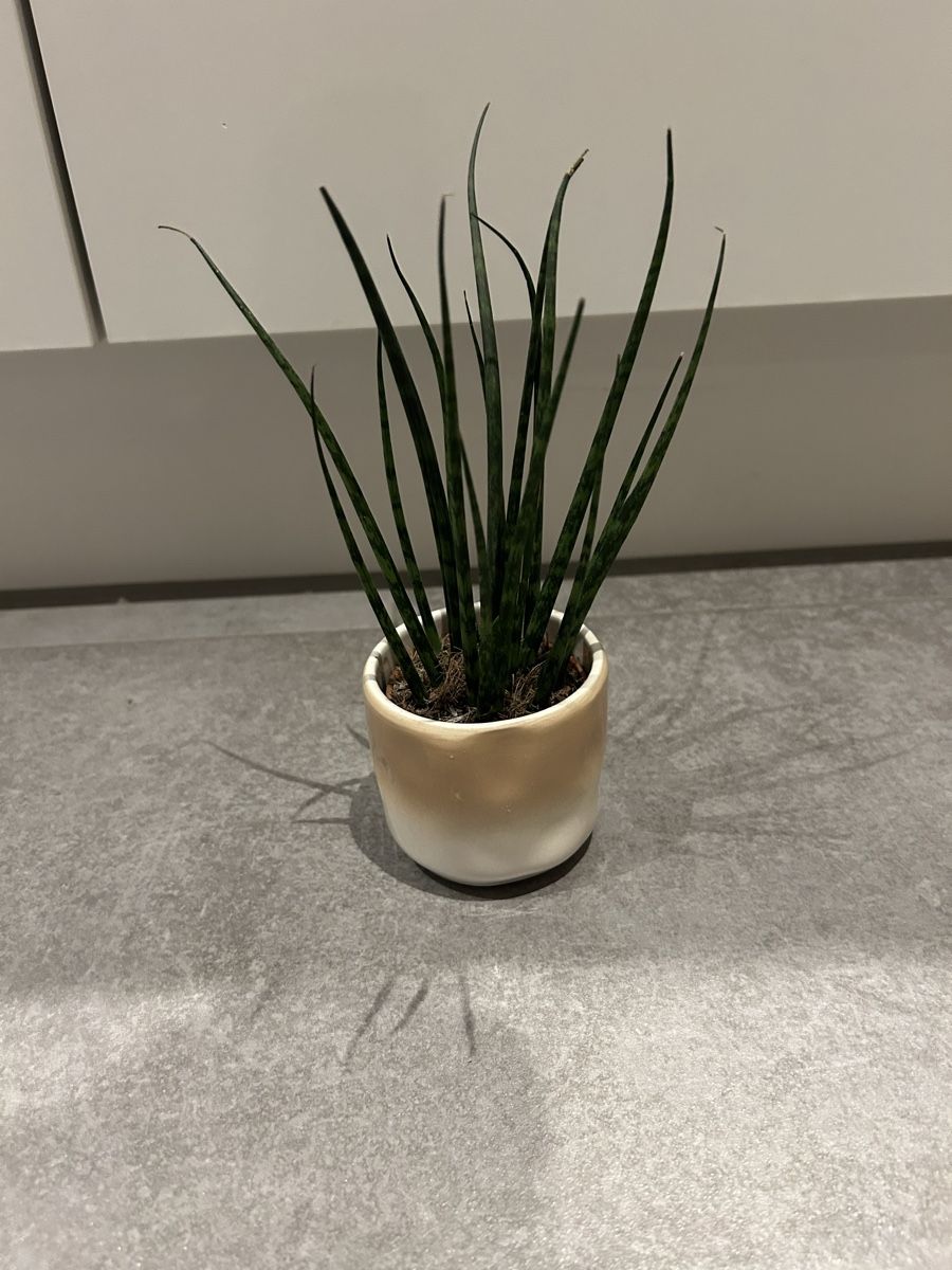 Pflanzen & Samen: Zimmerpflanze Sansevieria Mikado – Gebraucht aus Regensdorf von adr_95f5 1