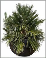 Chamaerops humilis - Mittelmeer Zwergpalme