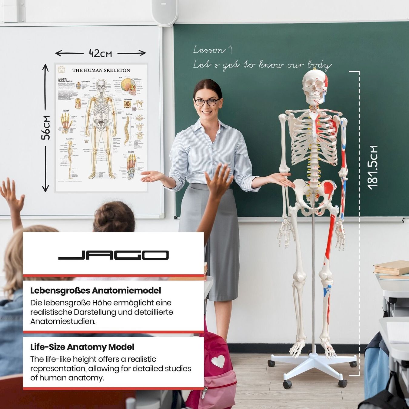 Kit di modellismo & Modellini statici: Menschliches Anatomie Skelett 181 cm – Nuovo e nell'imballaggio originale da Bottighofen venduto da zaap 3