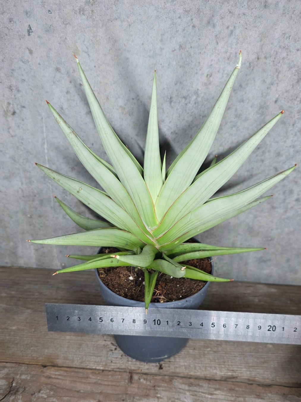 Piante & sementi: Sansevieria 'Chanin Crown' – Nuovo e nell'imballaggio originale da St.Erhard venduto da Plumilandschweiz 2