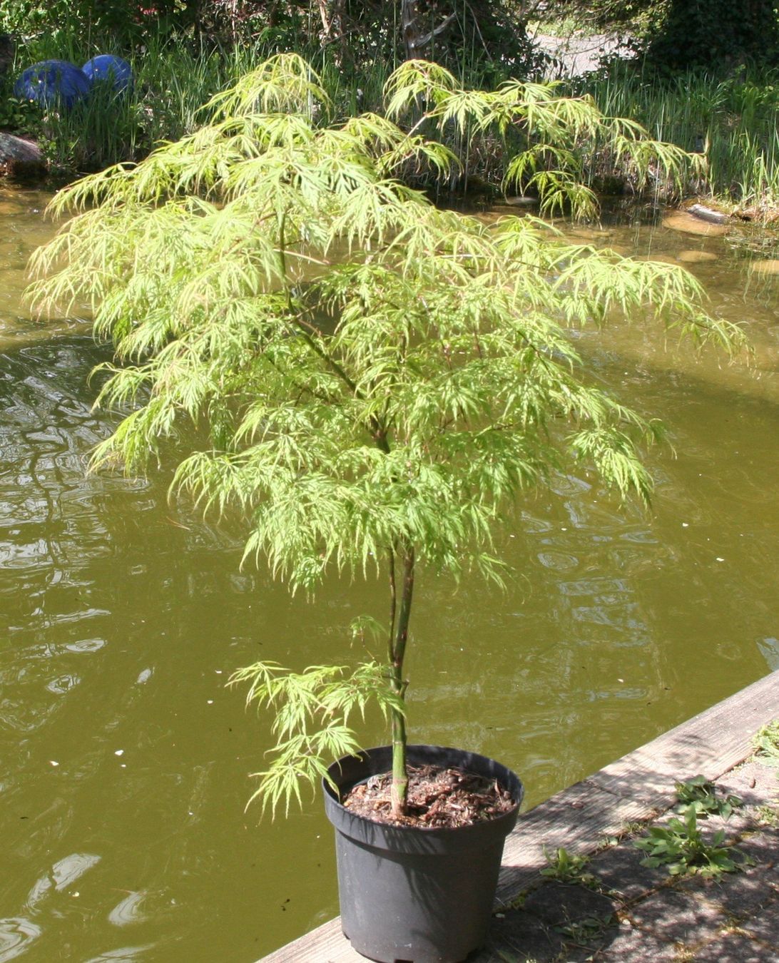 Plantes & graines: Japanischer Fächerahorn "Dissectum" – Neuf (Voir description) à Gretzenbach par Sikim 5