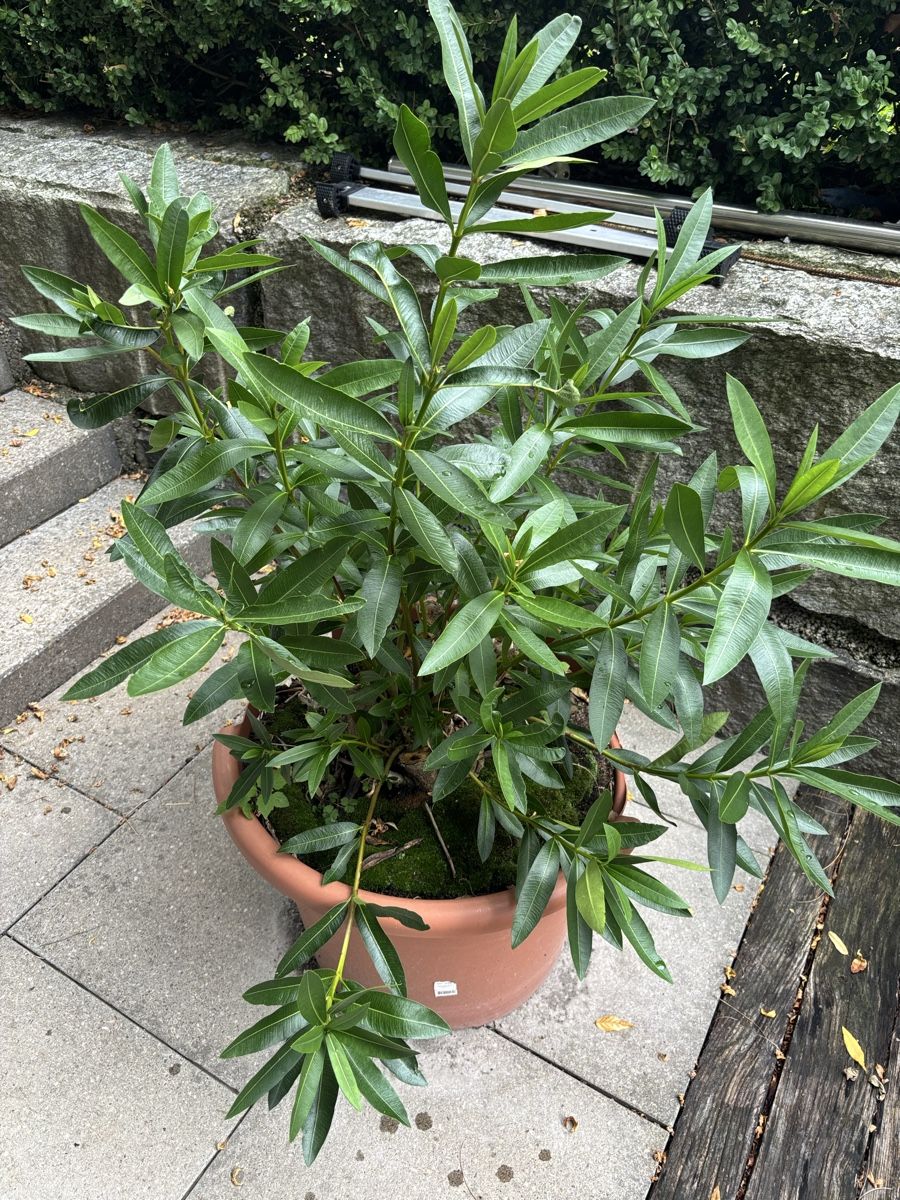 Plantes & graines: Oleander – D'occasion à Wattwil par rominger3000 2