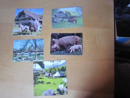 No 10 schöne Postkarten Farm Tiere ab nur 75 RP