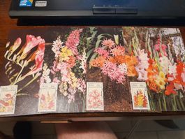Série de timbres de fleurs rares d'Afrique du Sud - RSA !