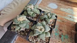 Ariocarpus Retusus, veredelt auf Ornatum