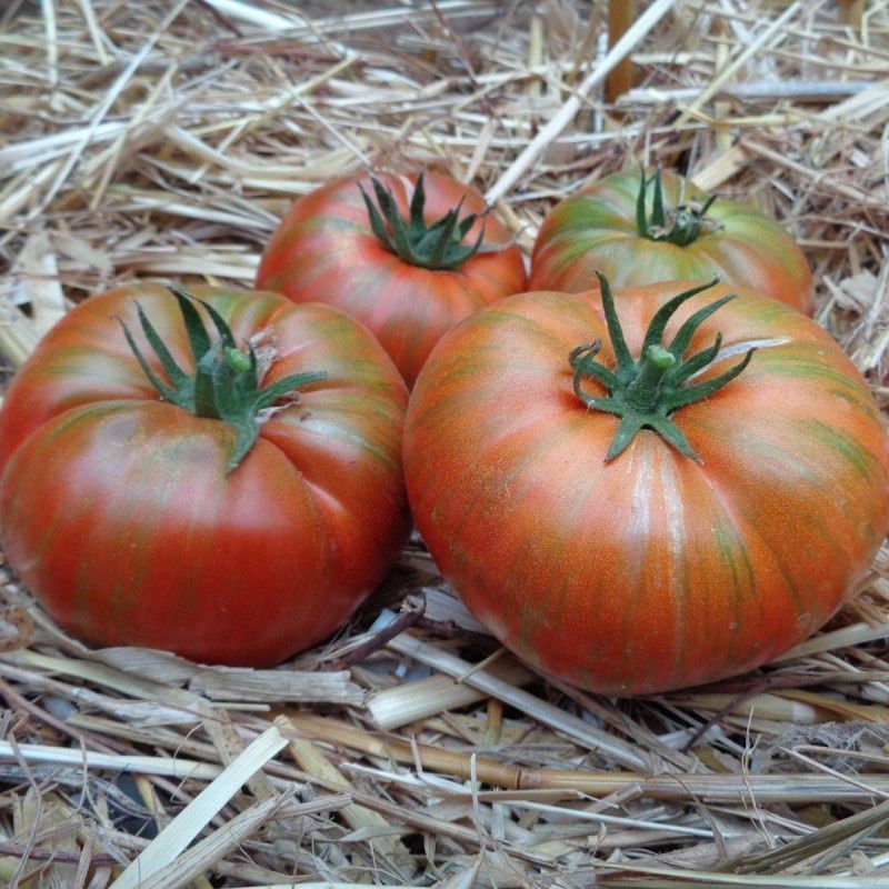 Piante & sementi: 30 Samen CHOCOLATE STRIPES Tomate – Nuovo (secondo la descrizione) da Ehrendingen venduto da VerveinaSamen 6