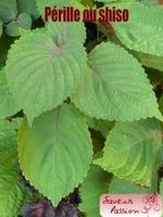 SHISO VERT ! ( Délicieux en salade) 50g