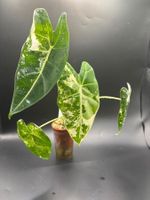 Alocasia micholitziana Frydek Albo Variegata (2-10)