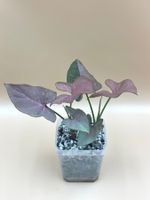 Syngonium Red Spot (Pink Splash)