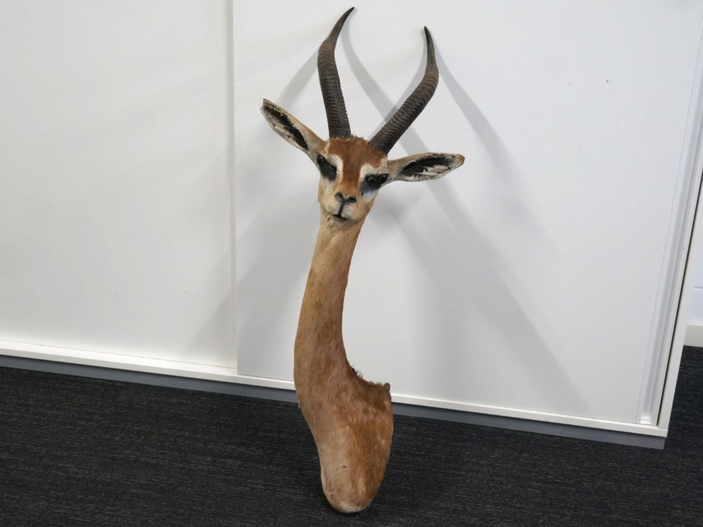 Il mondo degli animali: Giraffenantilope Jagdtrophäe – Usato da Rüti ZH venduto da Restwert_Rueti_ZH