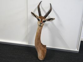 Giraffenantilope Jagdtrophäe