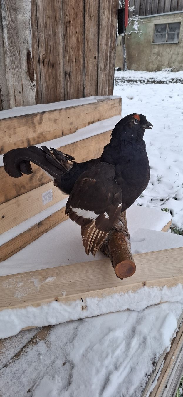 Il mondo degli animali: Aufsitzender präparierter Birkhahn, Top – Usato da Buttisholz venduto da REX001 1