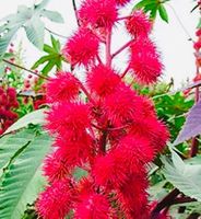 5 Samen  “Wunderbaum” Rizinus SANGUINEUS