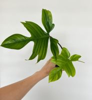Philodendron Florida🔥