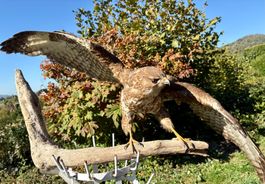 Rotschwanzbussard: Vogelpräparat