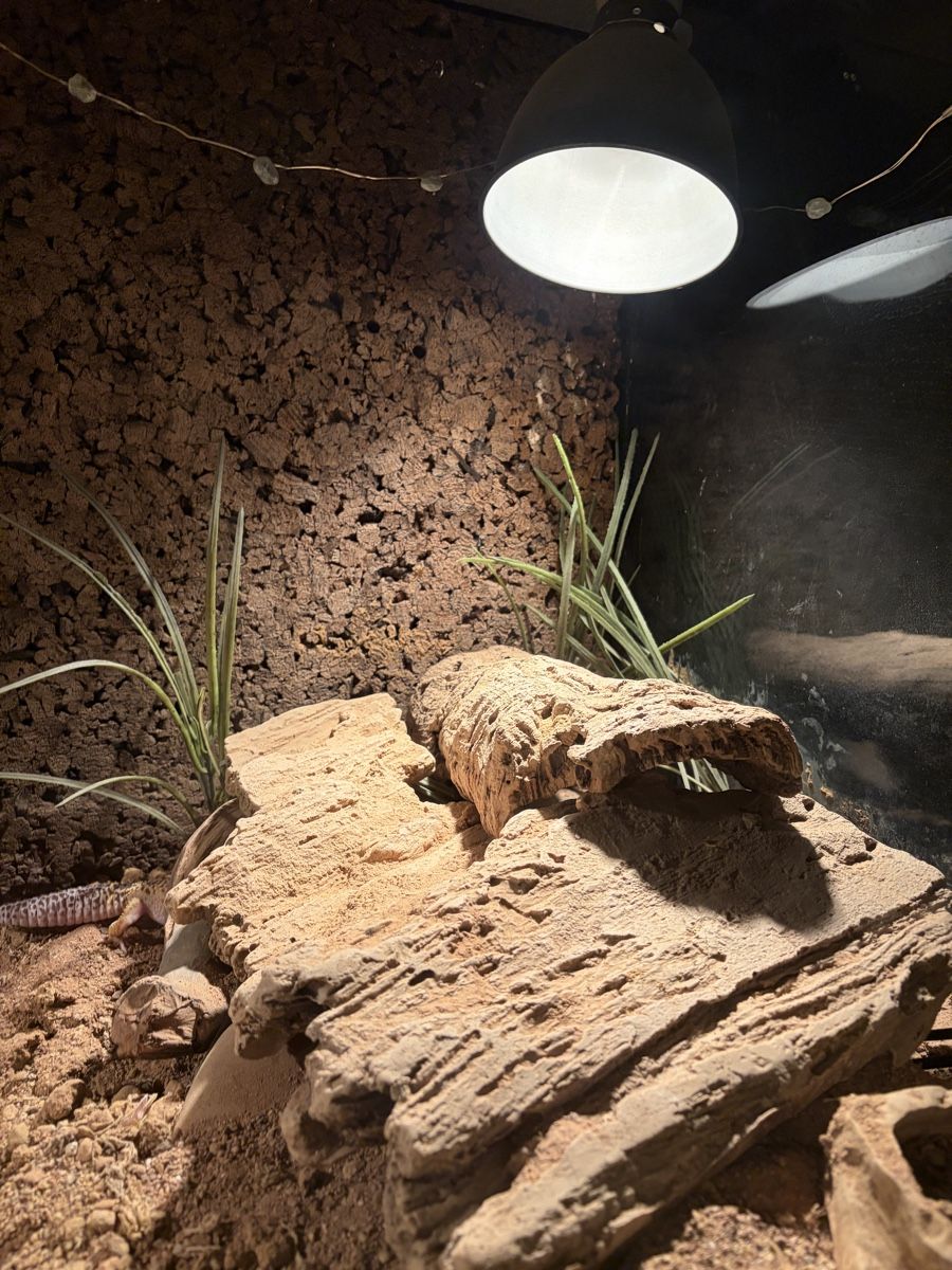 Terrario: Terrarium – Usato da Urtenen-Schönbühl venduto da Hattrick3 2