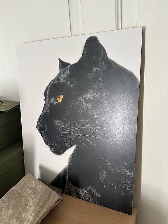 Foto & Immagini: 3 Raubkatzen Bilder – Usato da Dübendorf venduto da ser_v5wy 1
