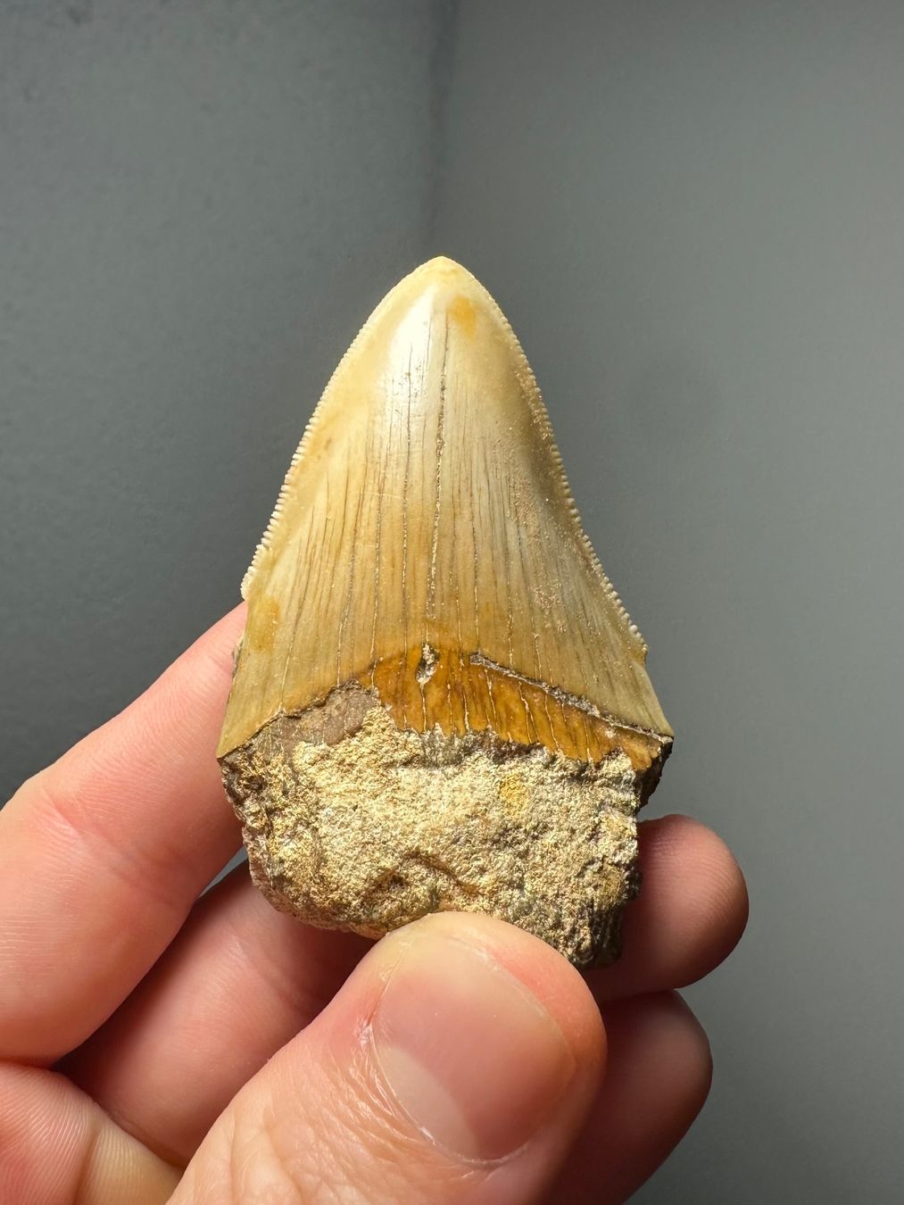 Fossili: Fossiler Megalodon Zahn – Usato da Lutzenberg venduto da CS65 5