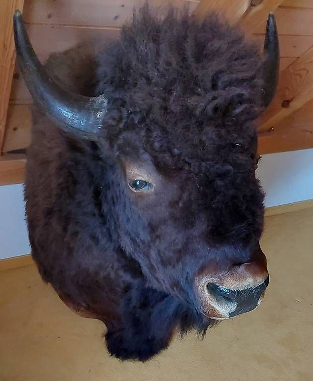 Altre raccolte & rarità: Bisonkopf - Präparat – Usato da Niederglatt venduto da Tatanka5