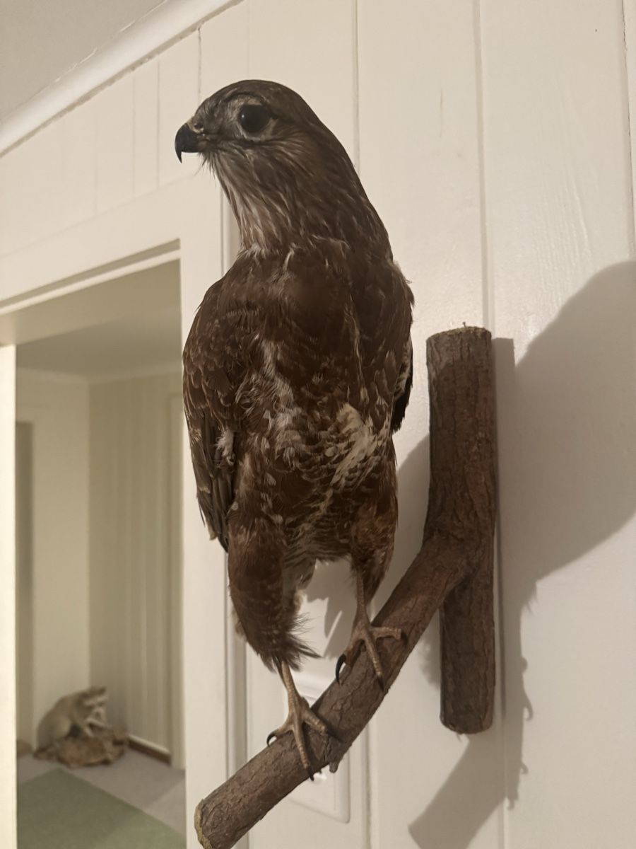 Il mondo degli animali: Mäusebussard Präparat – Usato da Frick venduto da nannali98