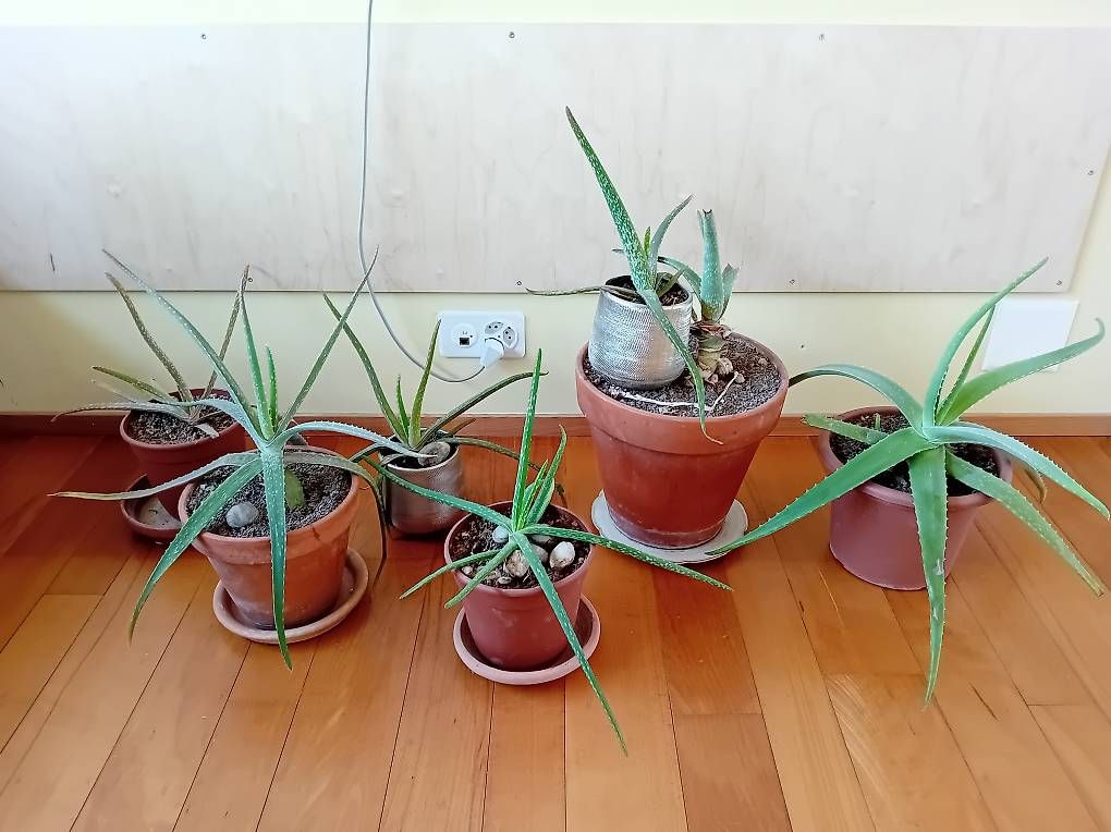 Pflanzen & Samen: Aloe Vera – Gebraucht aus Wangen an der Aare von nicole-s