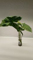Syngonium 'Mottled Mojito' – Fresh Unrooted Cutting