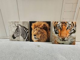 Afrika-Tierbilder 50x50 (Tiger, Löwe, Zebra)